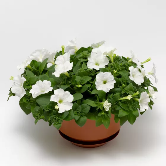 FotoFinish® White