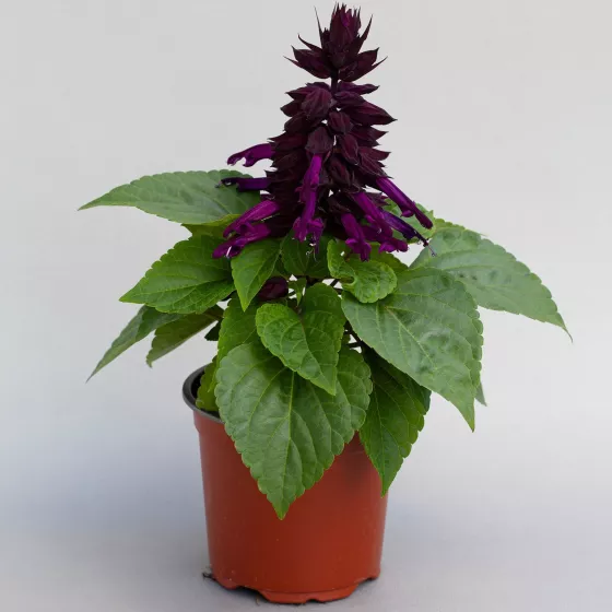 Mojave™ Purple
