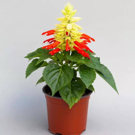 Mojave™ Red/White Bicolor
