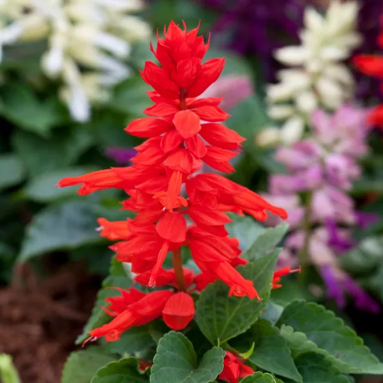 Sizzler™ Red