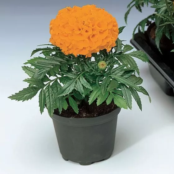 Antigua™ Orange