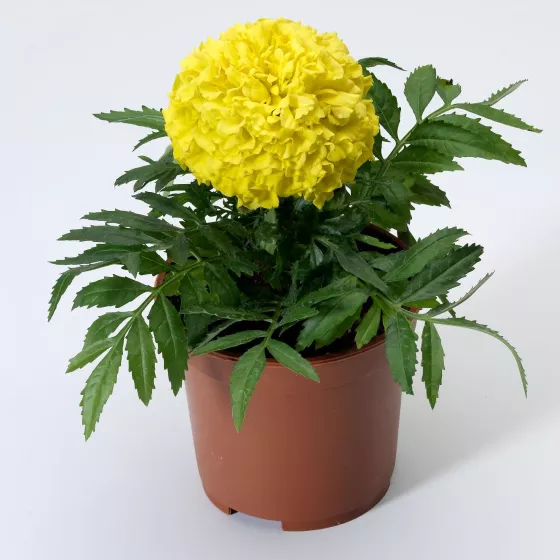 Antigua™ Yellow