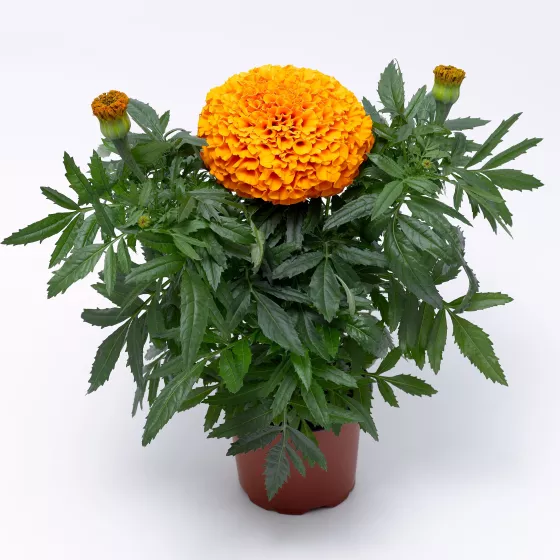 Inca II™ Deep Orange