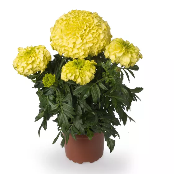 Inca II™ Primrose