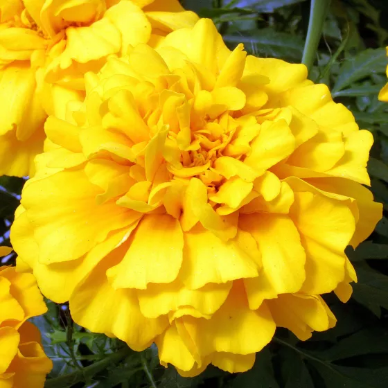Zenith™ Golden Yellow