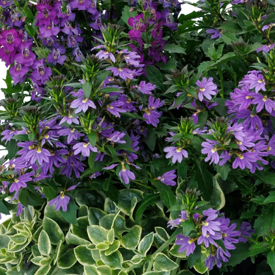 Amethyst Falls™ Mix