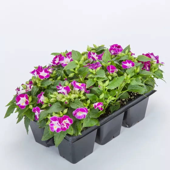 Hi-Lite™ Magenta