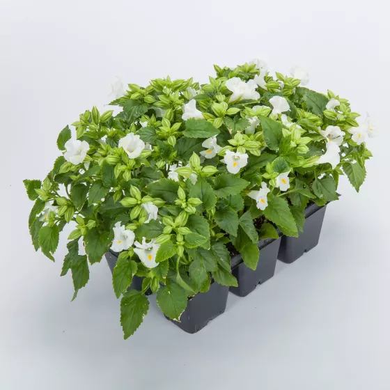Hi-Lite™ White