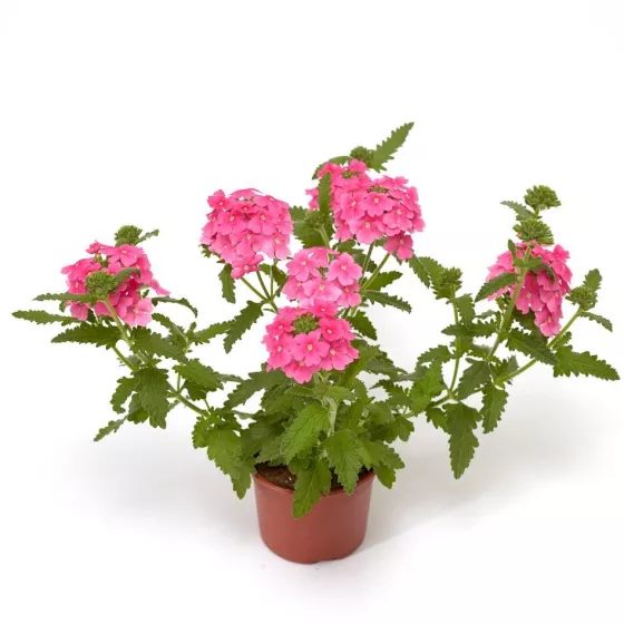 Obsession™ Cascade Pink Shades