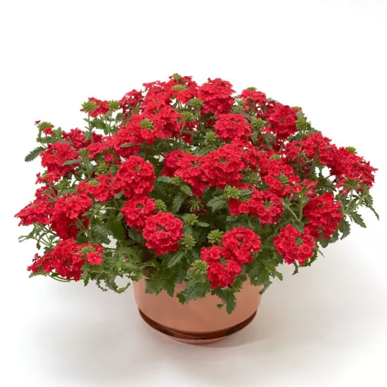 Obsession™ Cascade Scarlet