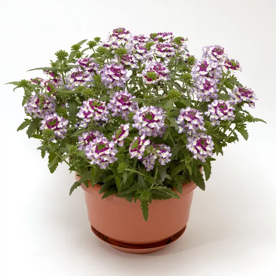 Obsession™ Cascade Twister Violet