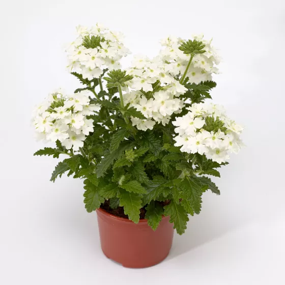 Obsession™ Cascade White