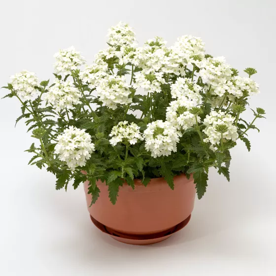 Obsession™ Cascade White