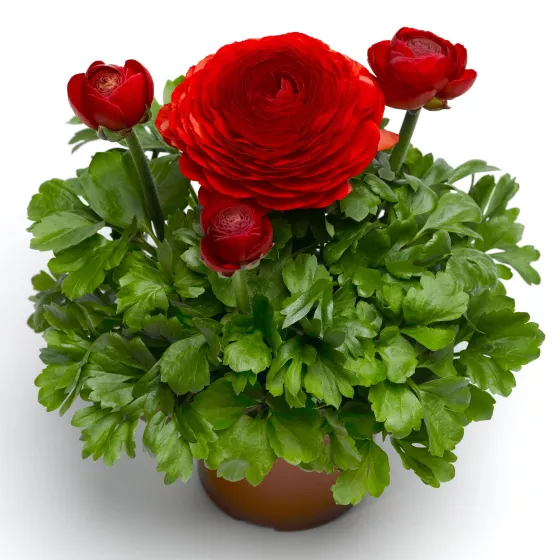 Magic™ Red