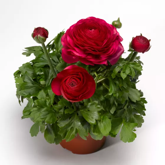 Magic™ Rose