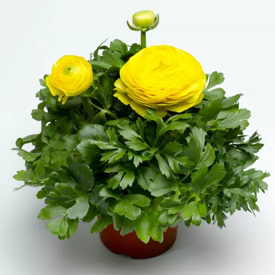 Magic™ Yellow