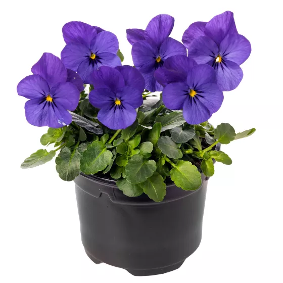 Deltini™ Blue