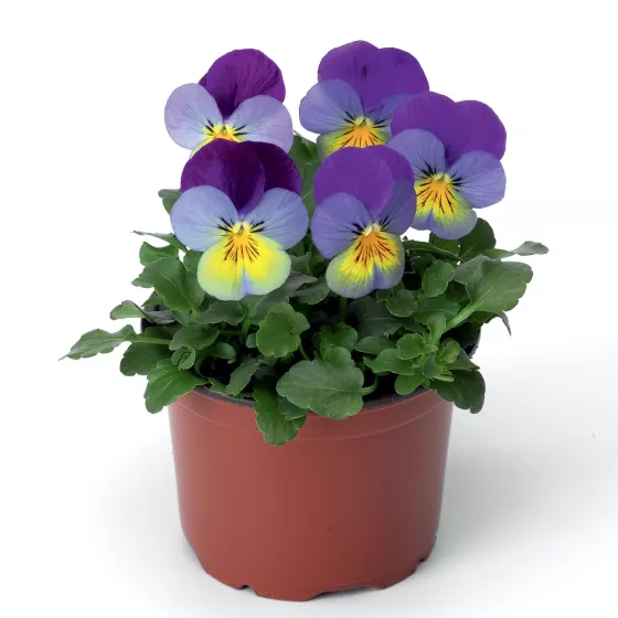 Deltini™ Blue Purple Wing