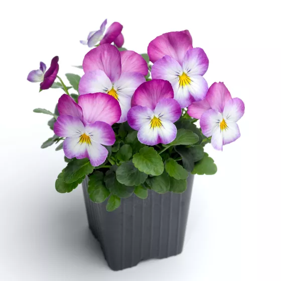 Deltini™ Rose Pink