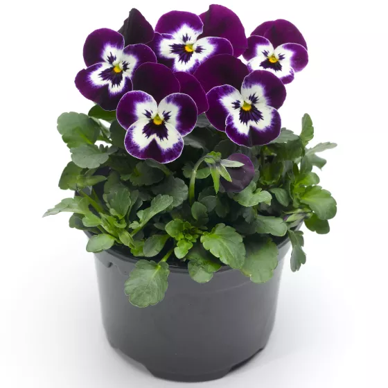 Deltini™ Violet Face