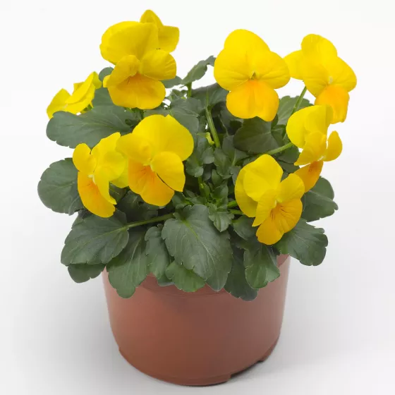 Deltini™ Yellow