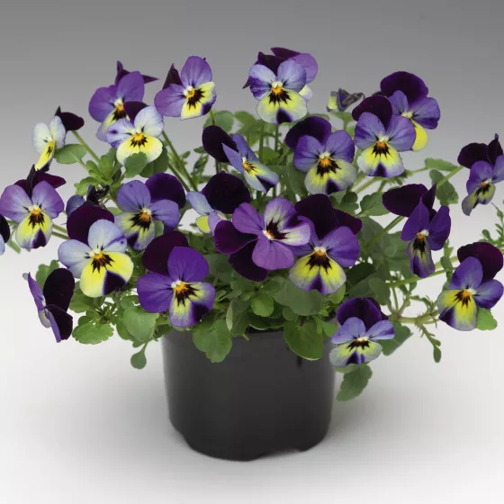 Endurio® Blue Yellow with Purple Wing