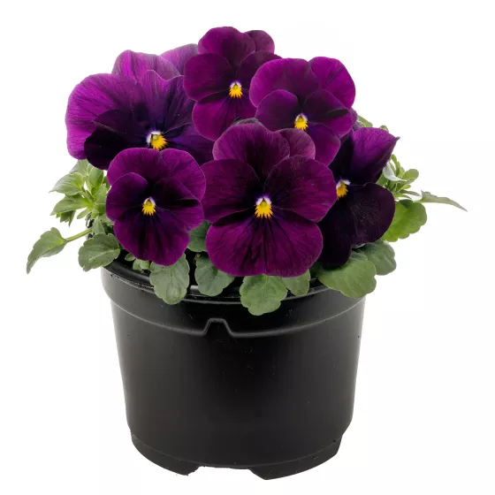 Penny™ Pro Violet