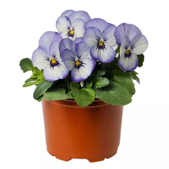 Penny™ Purple Picotee