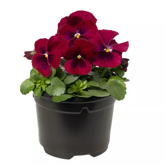 Penny™ Rose Blotch