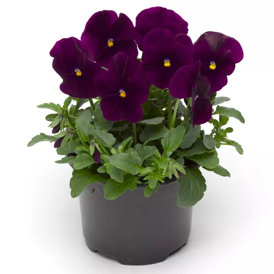 Penny™ Violet Tiger Face
