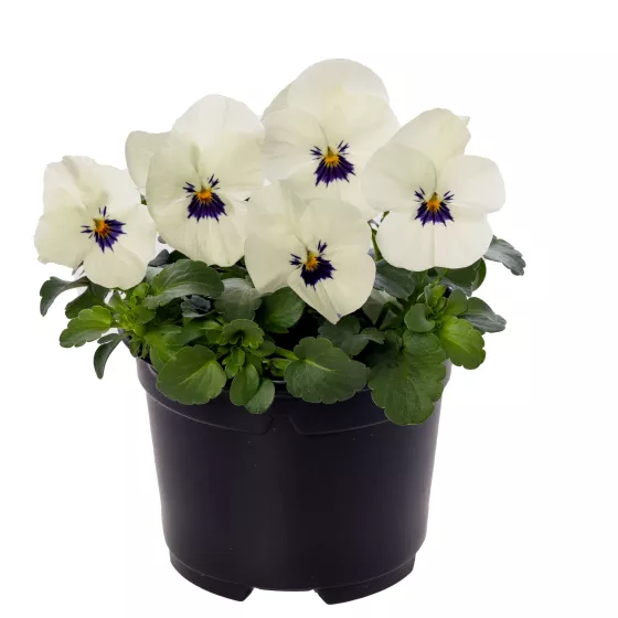 Penny™ White Blotch