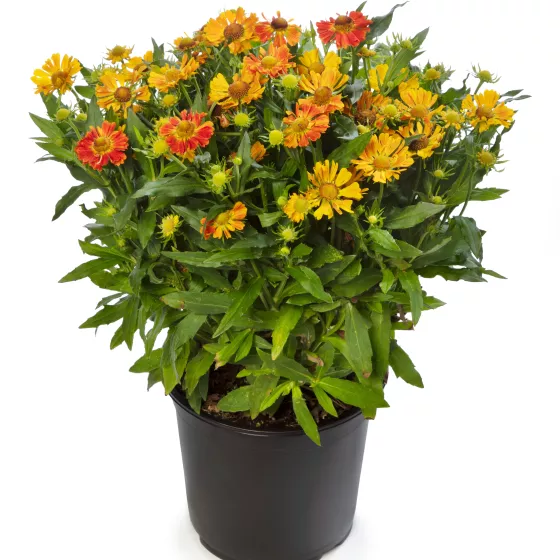 HayDay™ Orange