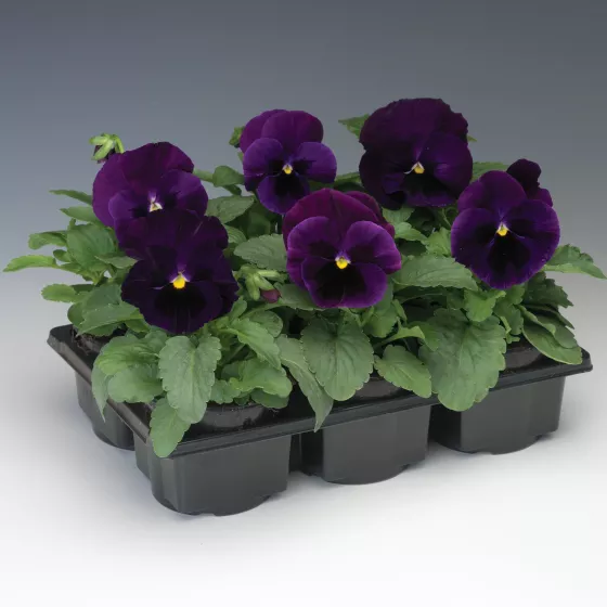 Colossus™ Purple with Blotch