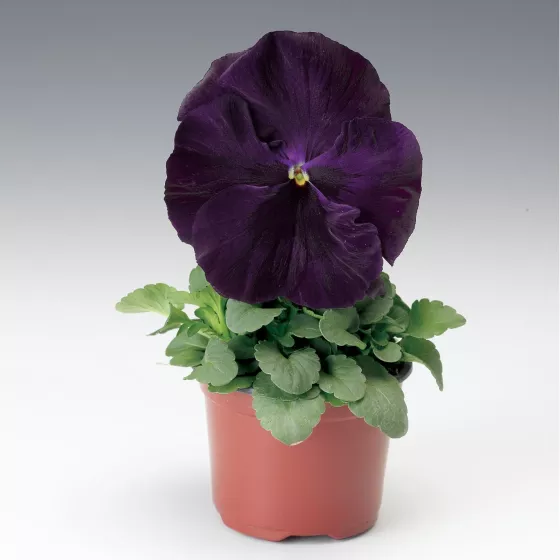 Colossus™ Purple with Blotch