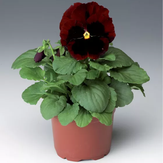 Colossus™ Red with Blotch