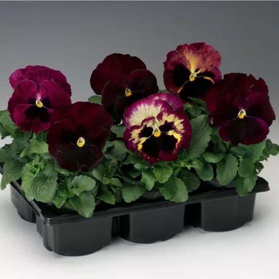 Colossus™ Rose Medley