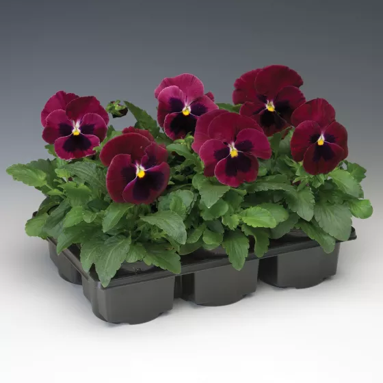 Colossus™ Rose with Blotch