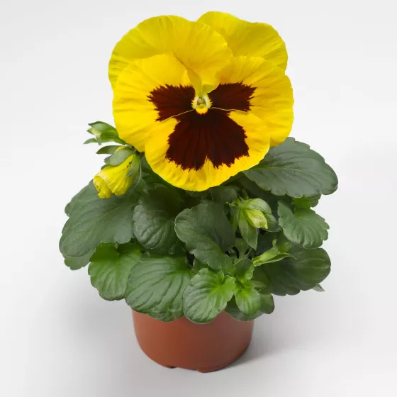 Colossus™ Yellow with Blotch
