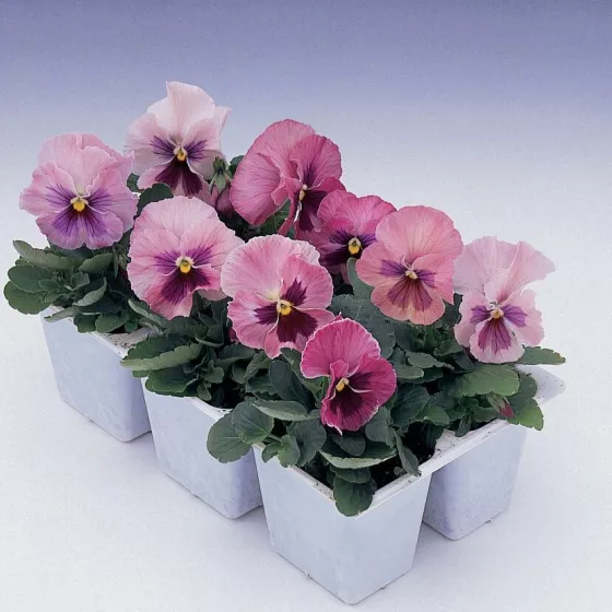 Delta™ Classic Pink Shades