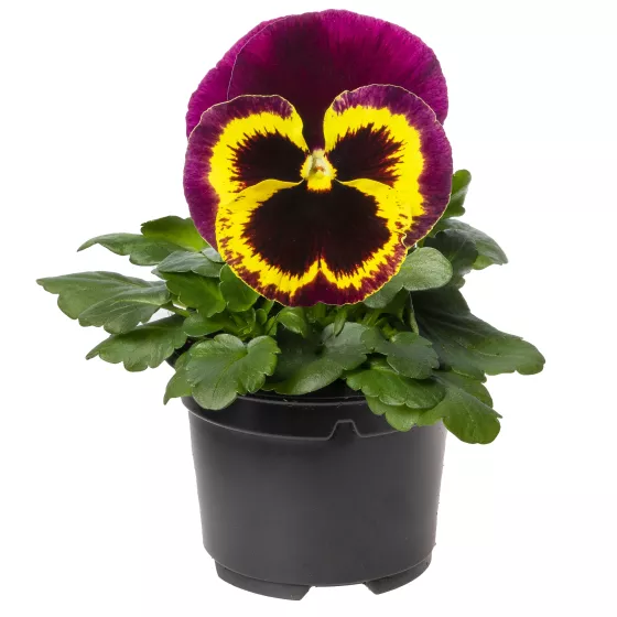 Delta™ Classic Yellow w Purple Wing