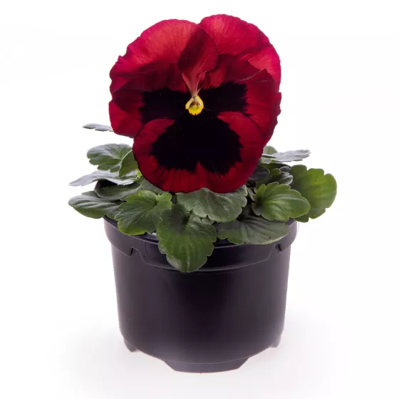 Delta™ Pro Red With Blotch