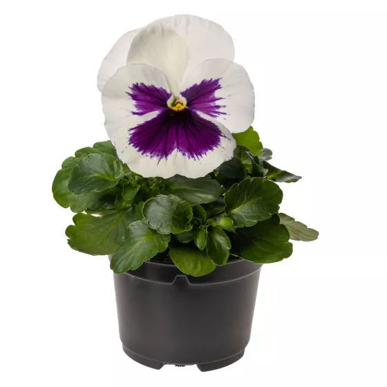Delta™ Pro White with Blotch