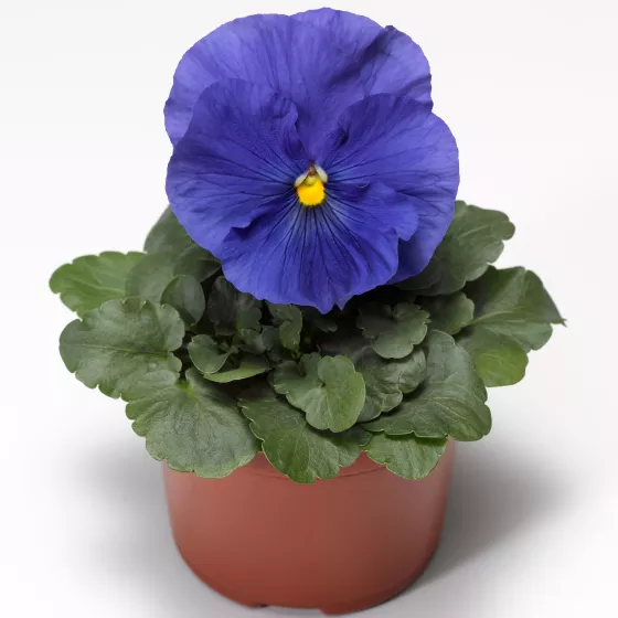 Delta™ Speedy True Blue