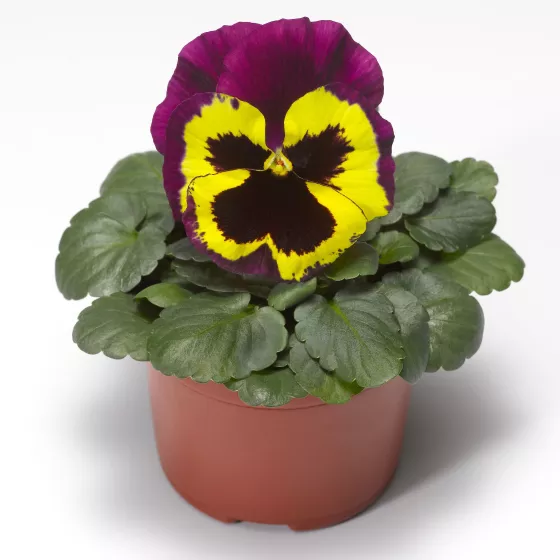 Delta™ Speedy Yellow and Purple