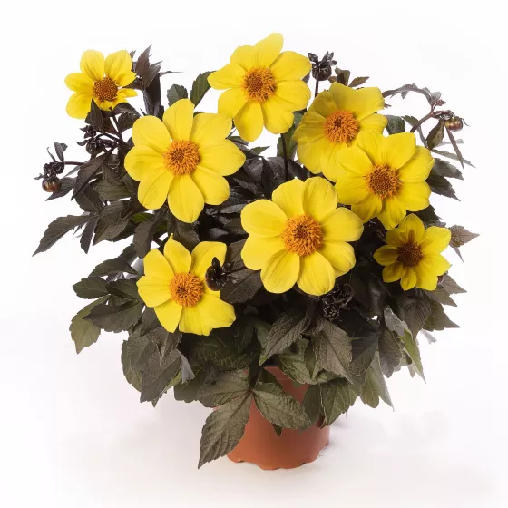 Happy Days™ Yellow