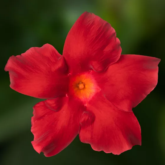 Madinia® Petite Red