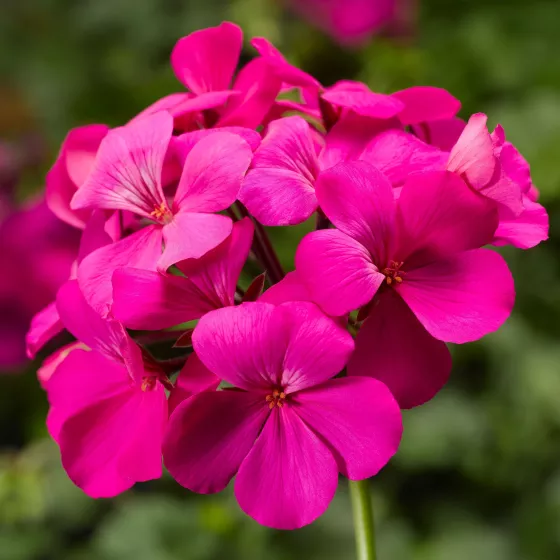 Caliente® Lavender