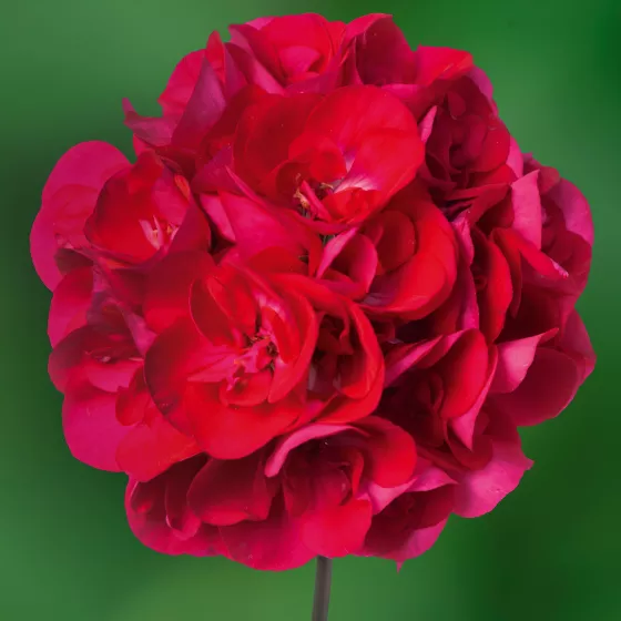 Calliope® Medium Hot Rose