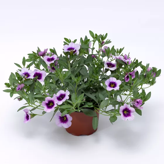 Cabrio™ Eclipse Lilac