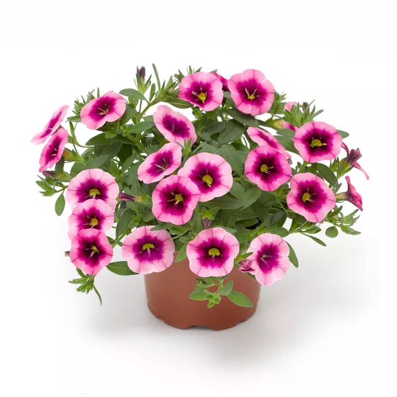 Cabrio™ Eclipse Strawberry